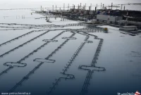 روسیه گاز را به چین ارزانتر از اروپا و ترکیه میفروشد