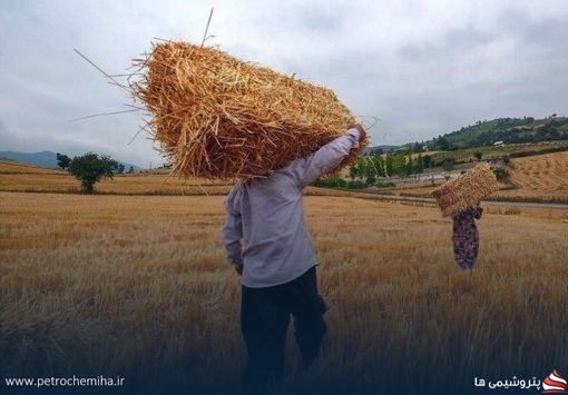 خبر مهم برای کشاورزان؛ واریزی ۳۰ هزار میلیارد تومانی مرحله جدید مطالبات گندم