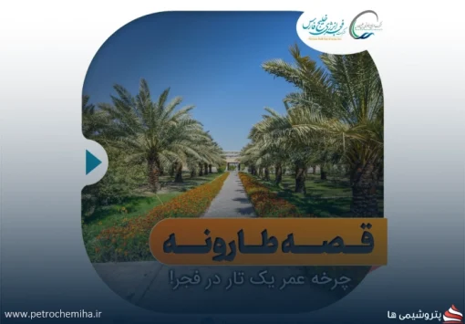 «قصه طارونه»: همزیستی صنعت و طبیعت در فجر انرژی خلیج فارس | روایت شیرینی خرما تا کام کارکنان
