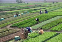 رفع ممنوعیت صادرات ۲۴ قلم کالای کشاورزی