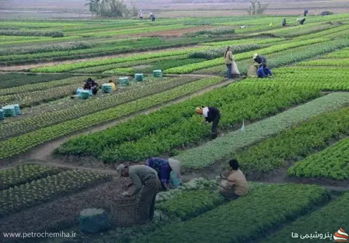 رفع ممنوعیت صادرات ۲۴ قلم کالای کشاورزی
